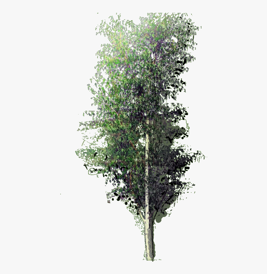 Betula Pendula Fastigata W 23 Jan - Ulmus Alata, HD Png Download