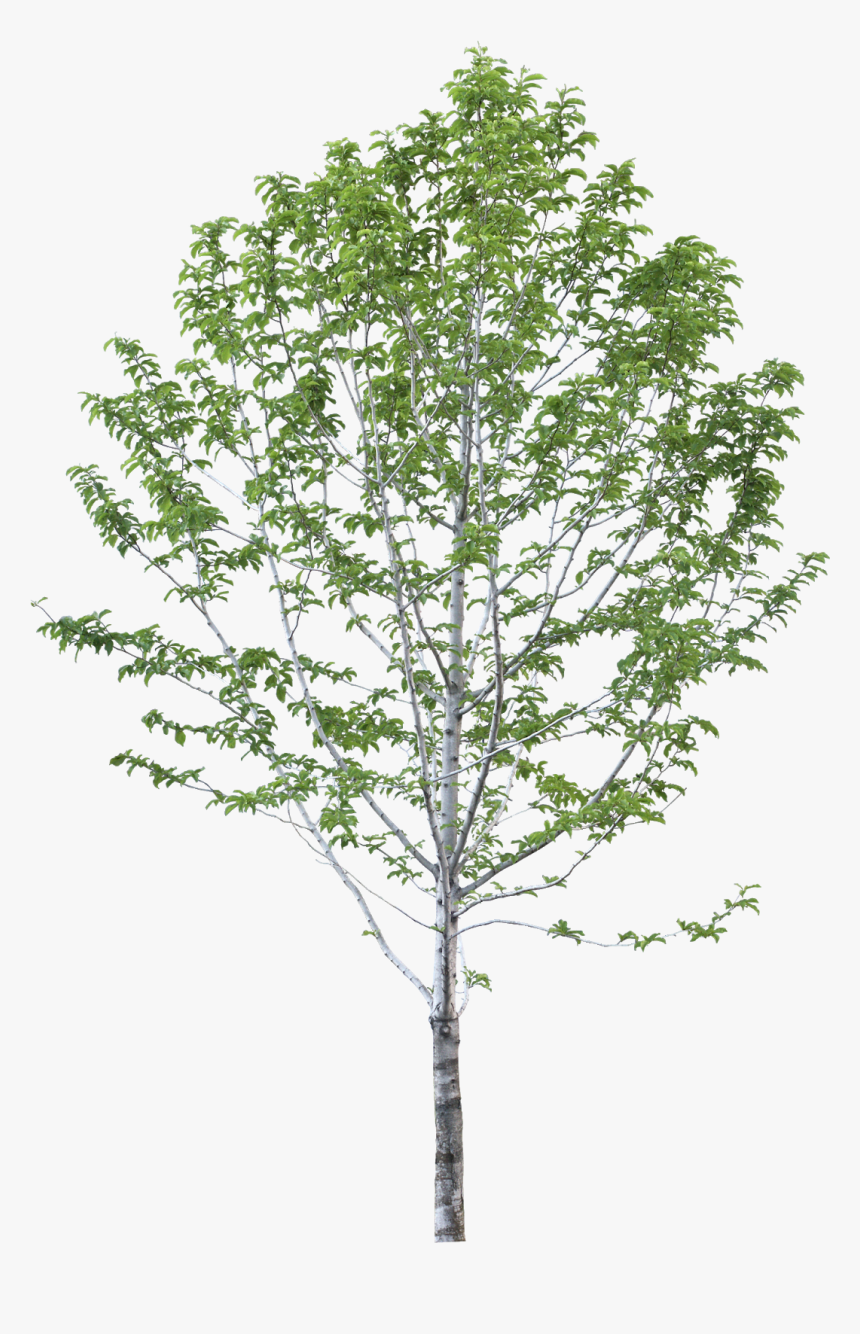 Jacaranda Png, Transparent Png