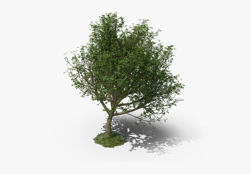 Mexican Pinyon, HD Png Download