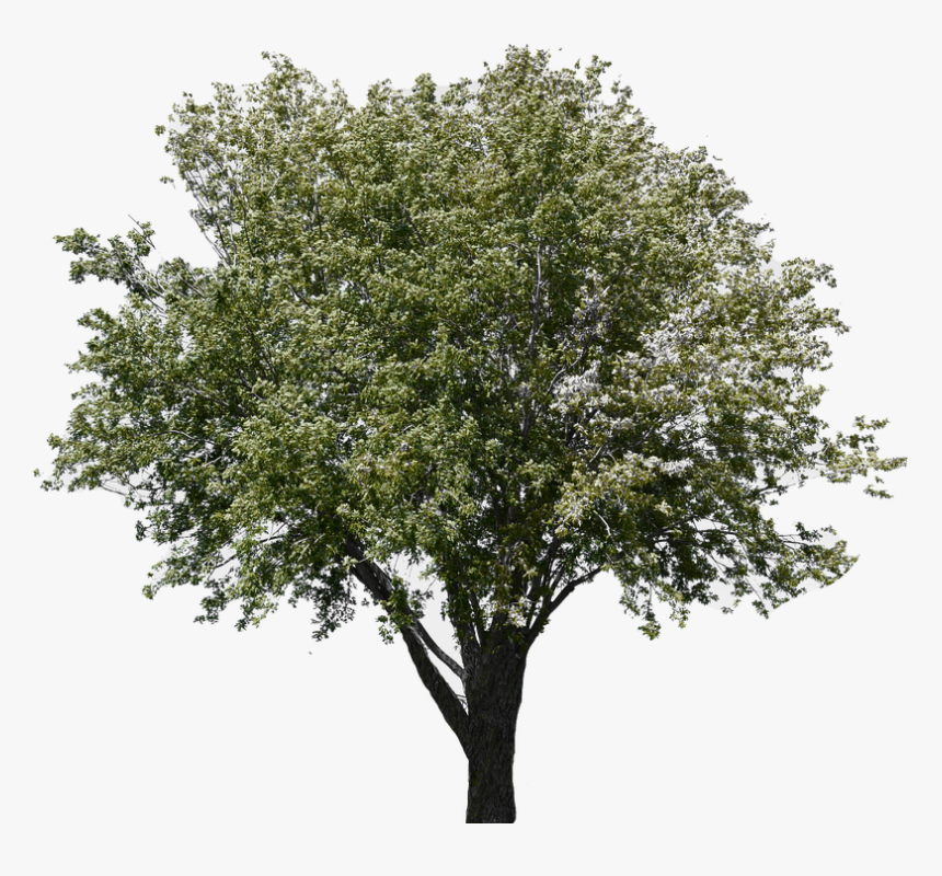 Gambel Oak, HD Png Download