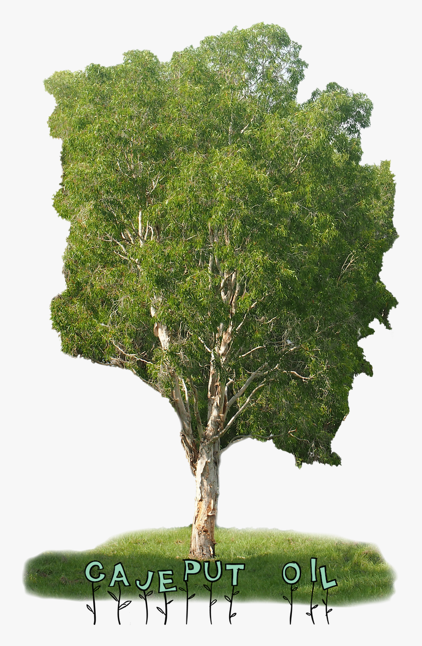 Weeping Melaleuca, HD Png Download