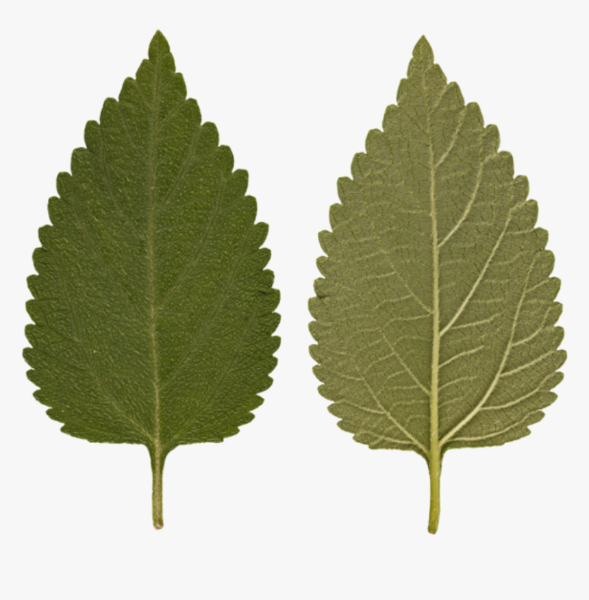 Virus Agario, HD Png Download