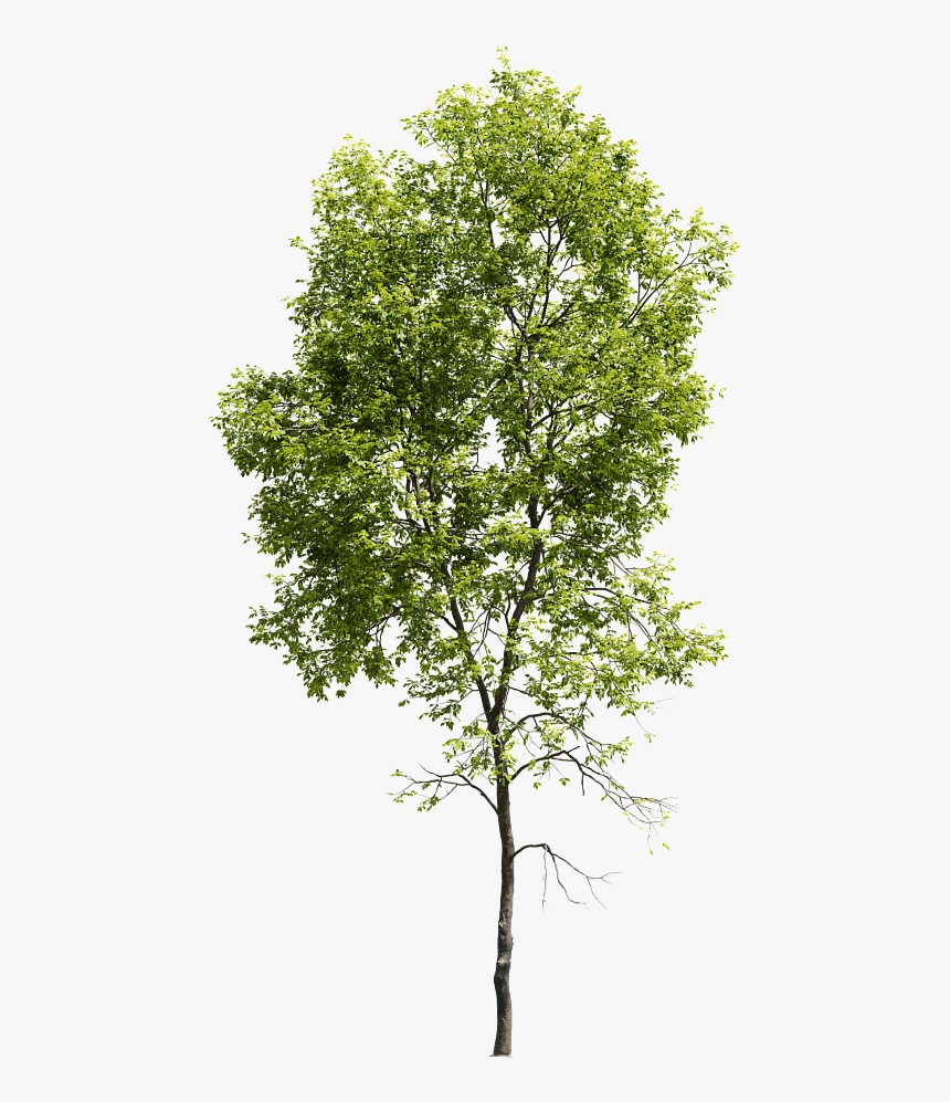 Pond Pine, HD Png Download