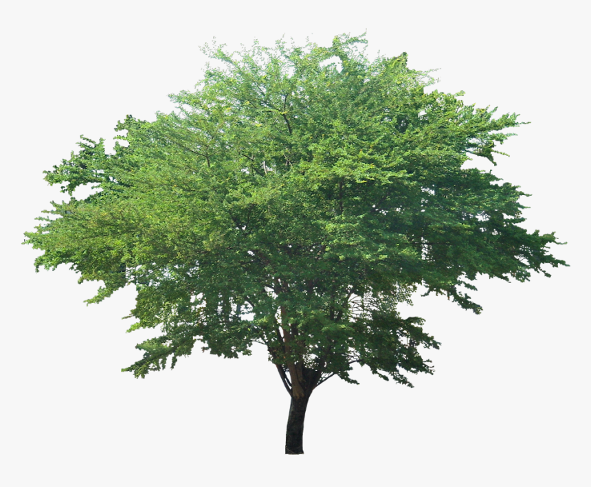 Pithecellobium Dulce Tree .png, Transparent Png