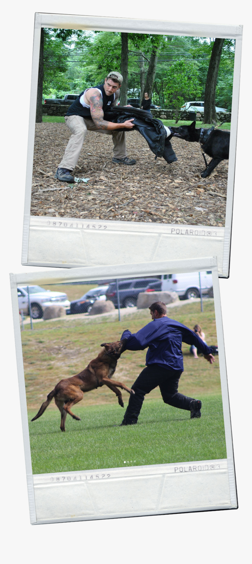 Falcok9 Workingdogs - Dog Catches Something, HD Png Download