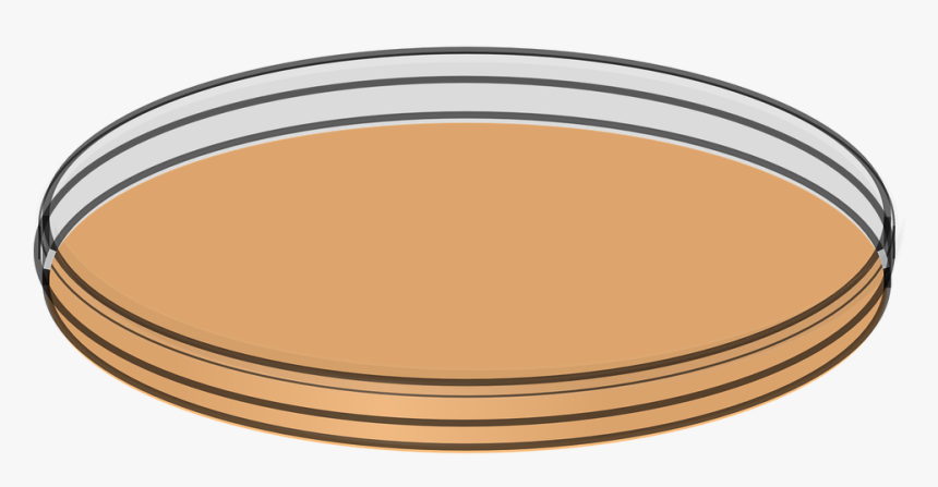 Petri Dish Png, Transparent Png