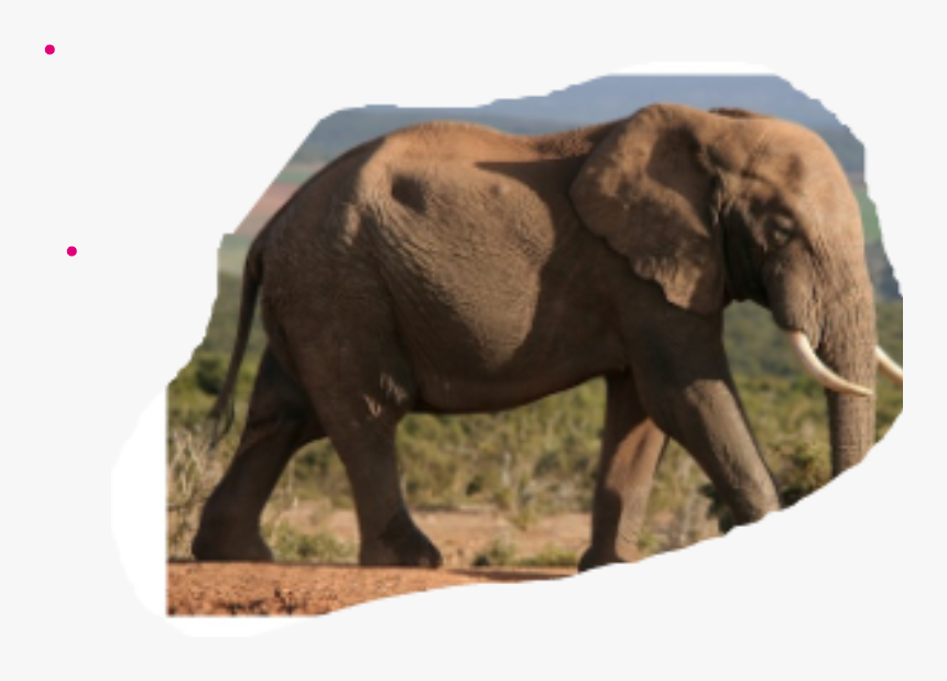 African Elephant Animal, HD Png Download