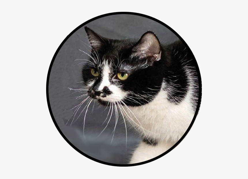 Black Cat, HD Png Download