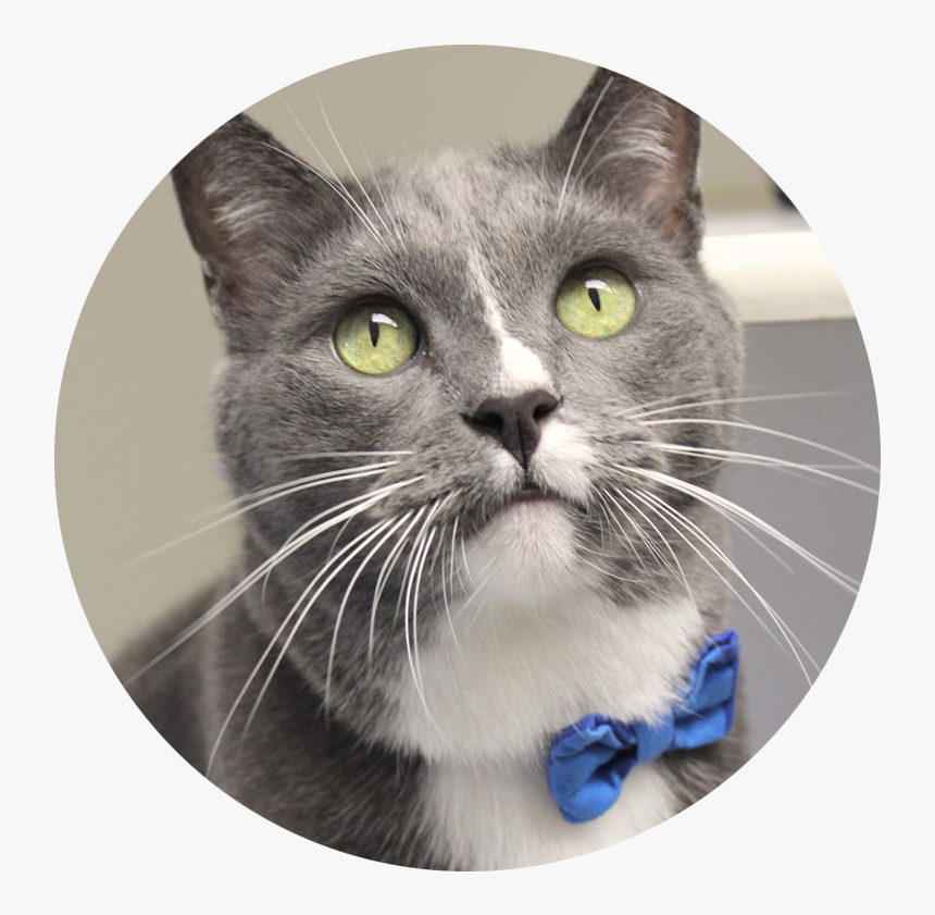Domestic Short-haired Cat, HD Png Download
