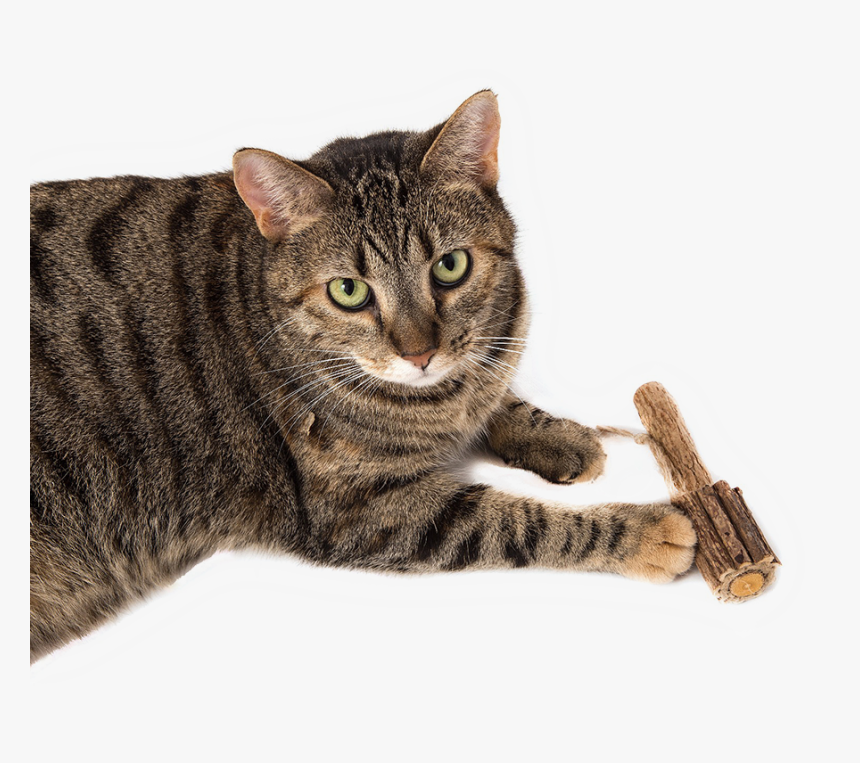 Domestic Short-haired Cat, HD Png Download