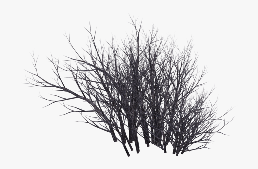 Winter Bush 09 By Wolverine04 - Png Shrubs Black And White, Transparent Png