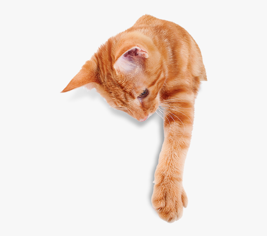 Lanai Cats - Cat, HD Png Download