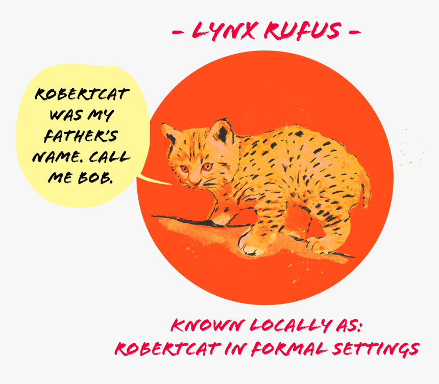 Bobcat - California Spangled, HD Png Download