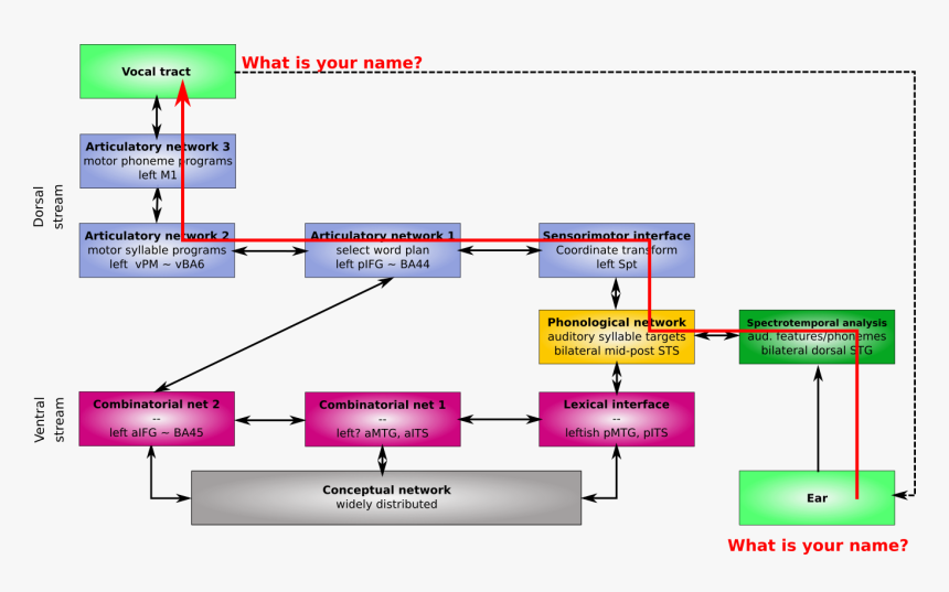 File - T16-dorsalrepetition - Hickok And Poeppel Dual Stream Model, HD Png Download