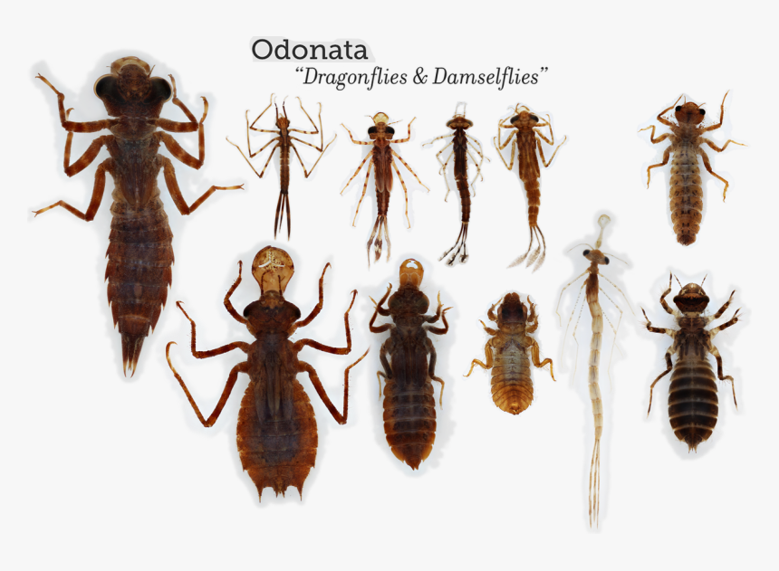 Free Stream Assessment &amp, HD Png Download