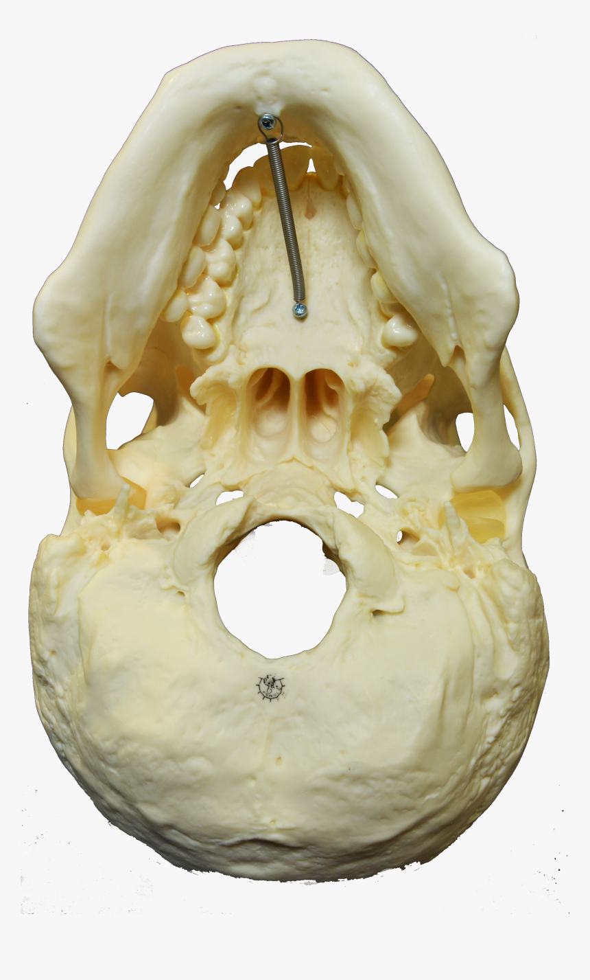 File - Skull-inferior - Skull, HD Png Download