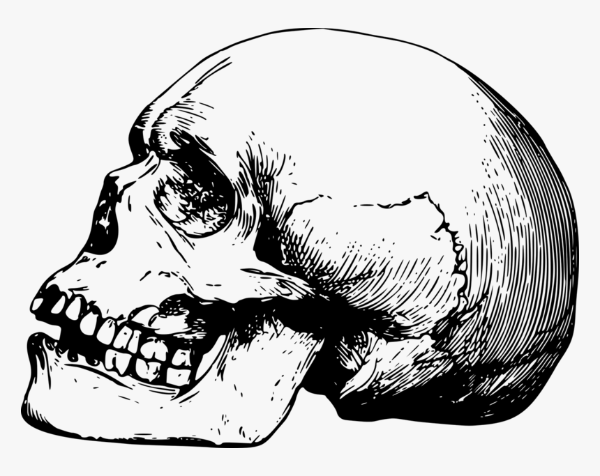 Background Skull Transparent - Skull Drawing Png, Png Download