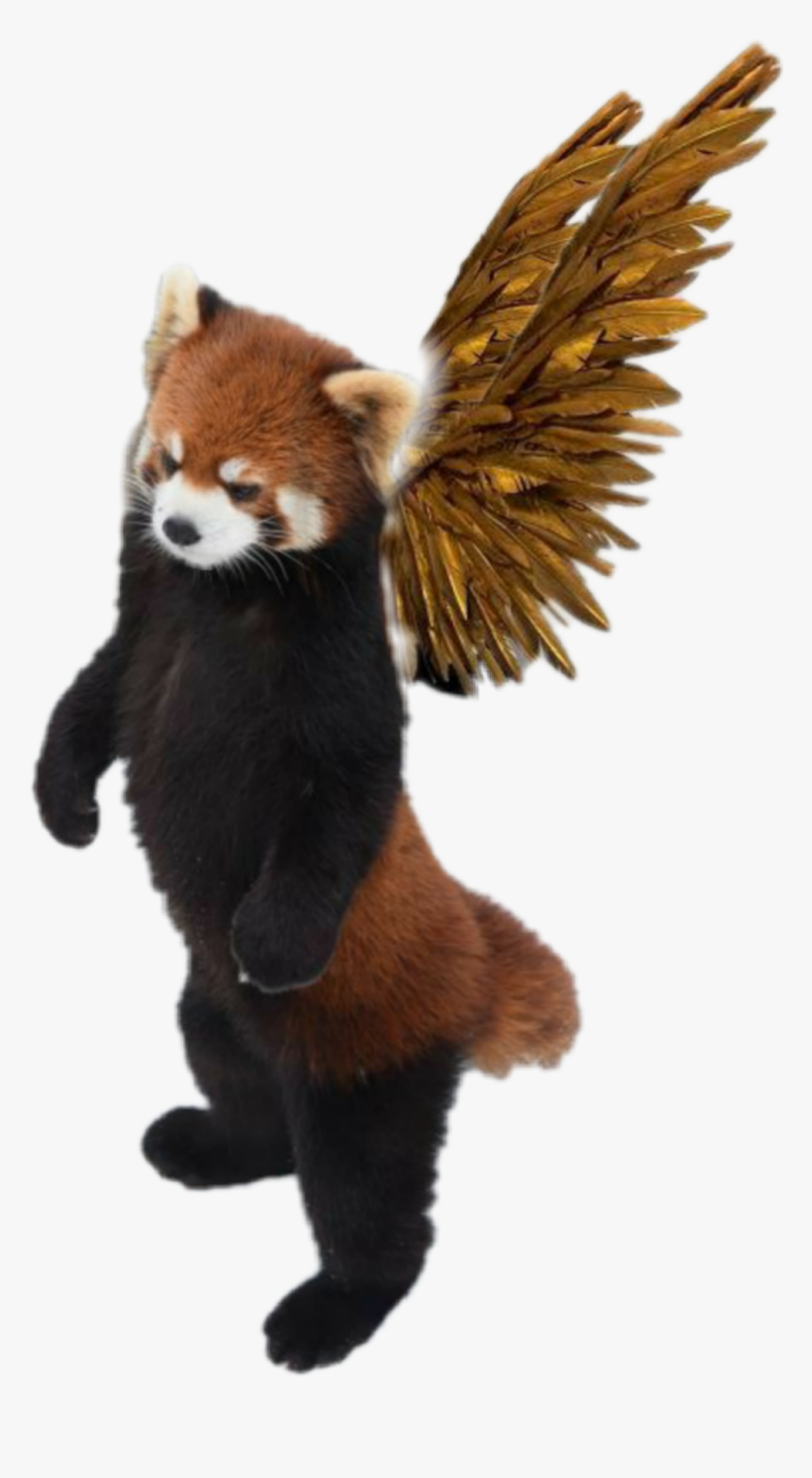 #redpanda #bear #red #wings, HD Png Download