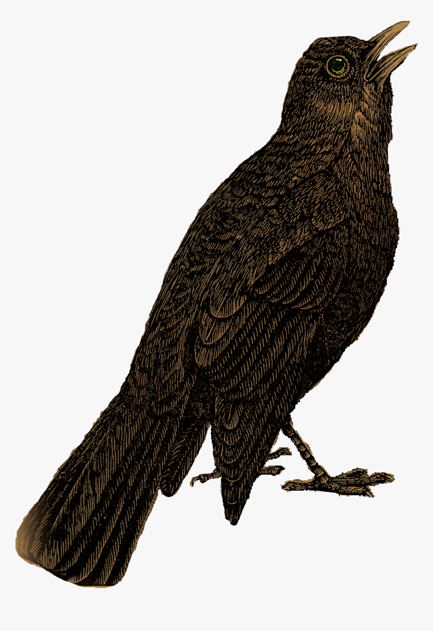 Blackbird Transparent Background - Portable Network Graphics, HD Png Download