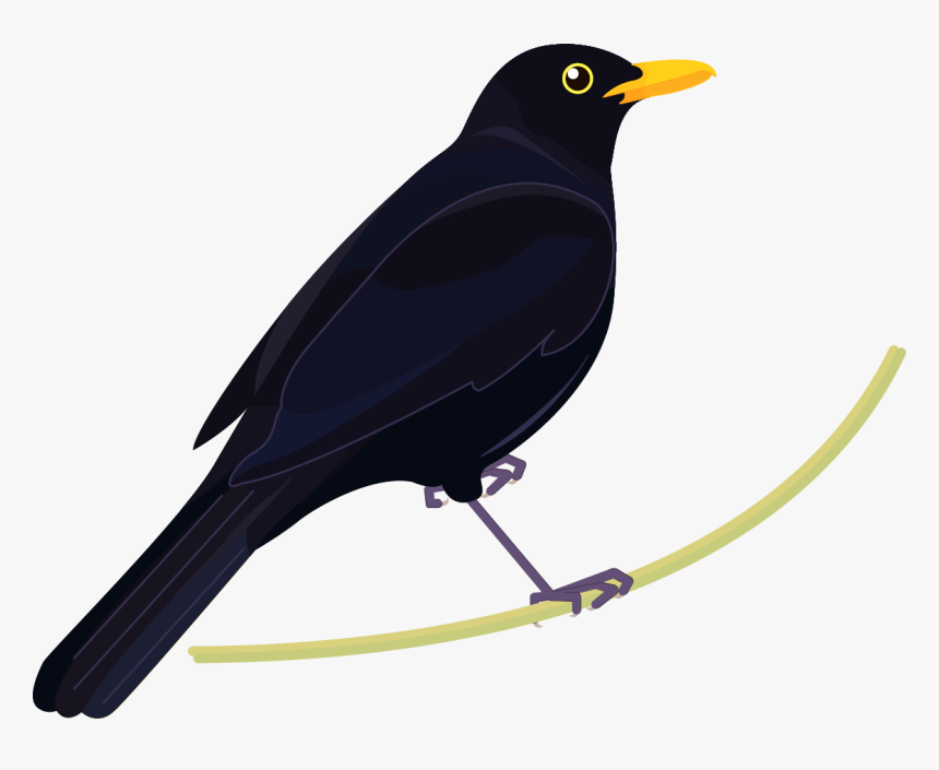 Blackbird Nz, HD Png Download