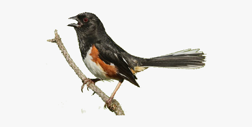 Red Winged Blackbird, HD Png Download