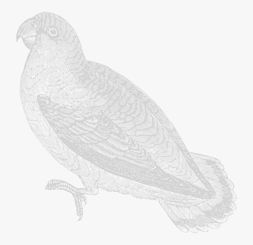 Buzzard, HD Png Download