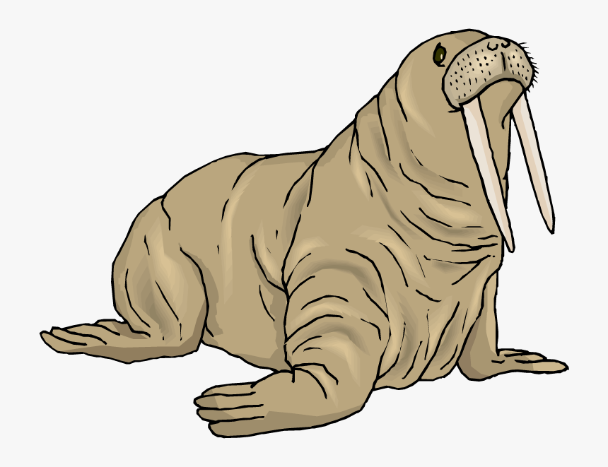 Walrus Png Background Image - Walrus Clipart Free, Transparent Png
