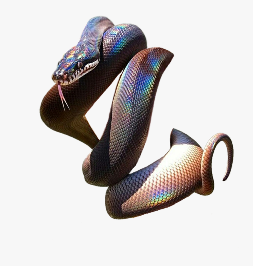 Black Oil Slick Snake , Png Download - Black Oil Slick Snake, Transparent Png