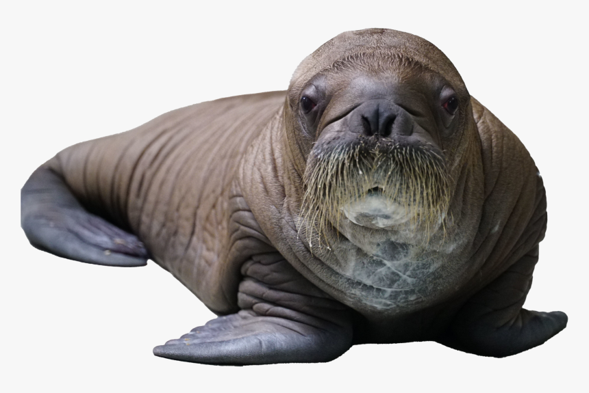 Baby Walrus Born At Seaworld, HD Png Download