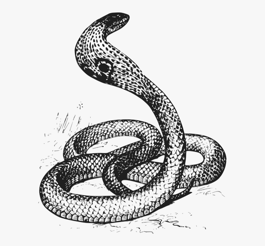 Cobra Black And White, HD Png Download