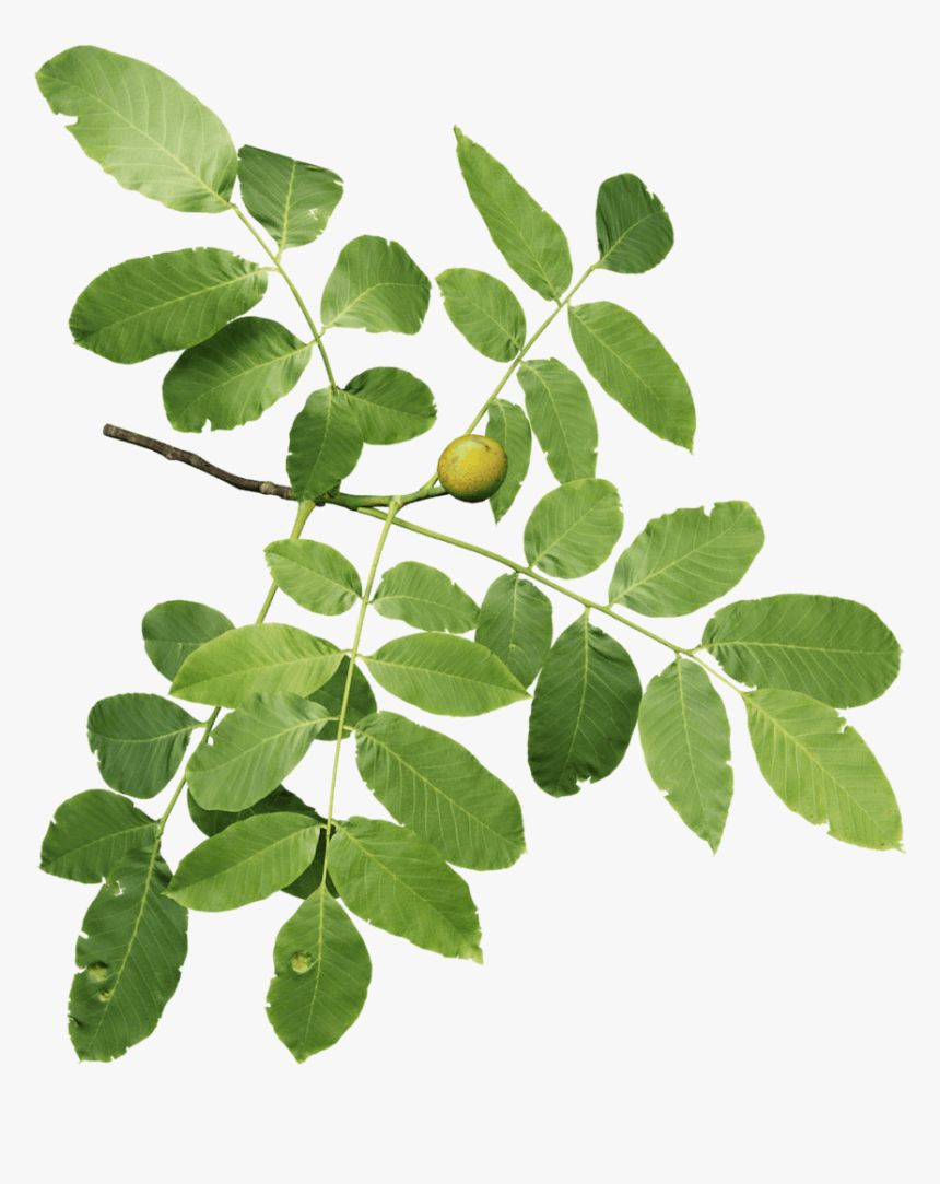 Walnut Branch Png, Transparent Png