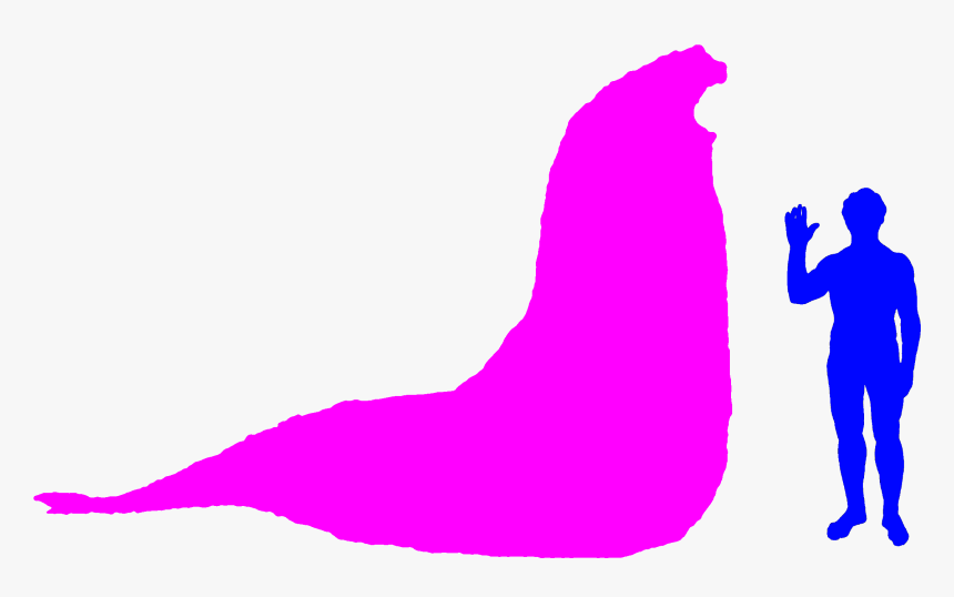 Walrus African Elephant Southern Elephant Seal Northern - Elefante Marino Cuanto Pesa, HD Png Download