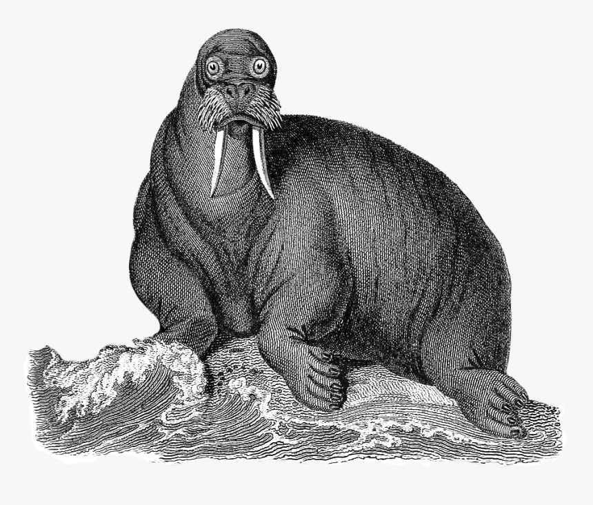 Boar, HD Png Download