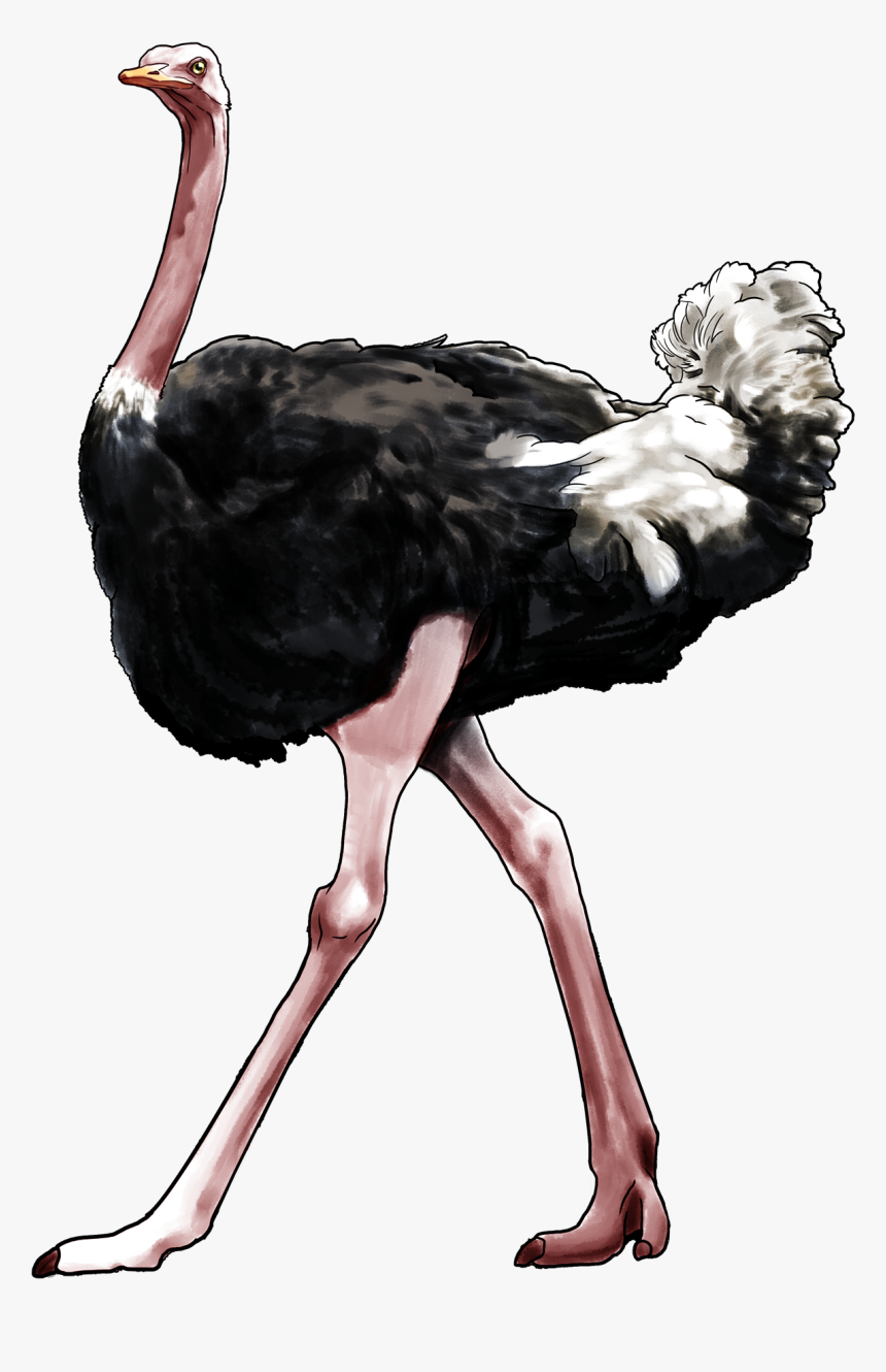 Ostrich Png, Transparent Png