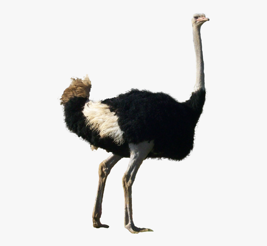 Ostrich Png - Ostrich Transparent Background, Png Download