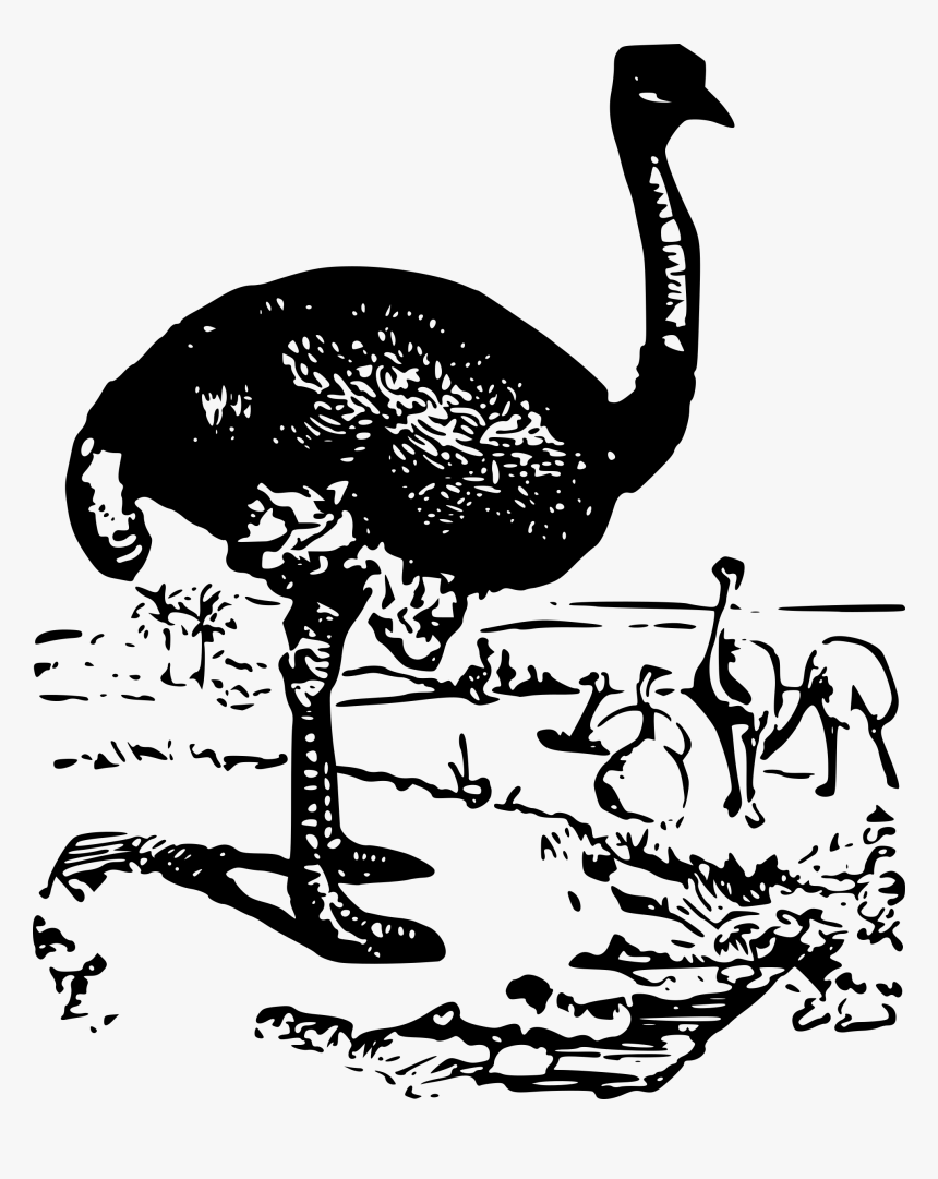 Ostrich , Png Download - Ostrich, Transparent Png
