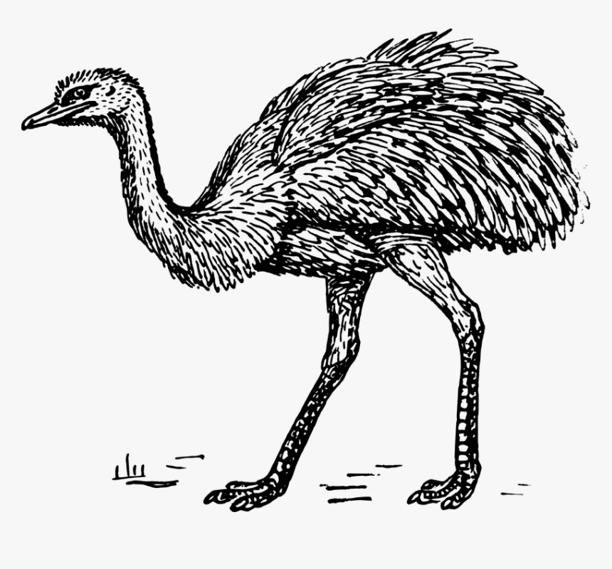 Rhea Clipart, HD Png Download