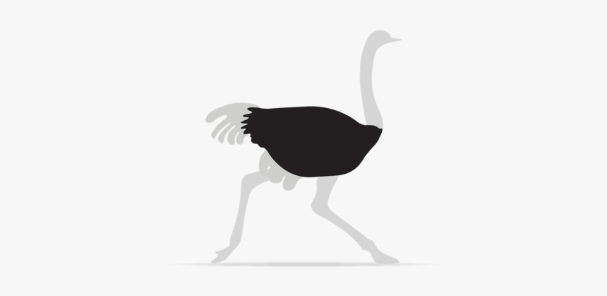 Ostrich Square Space About, HD Png Download