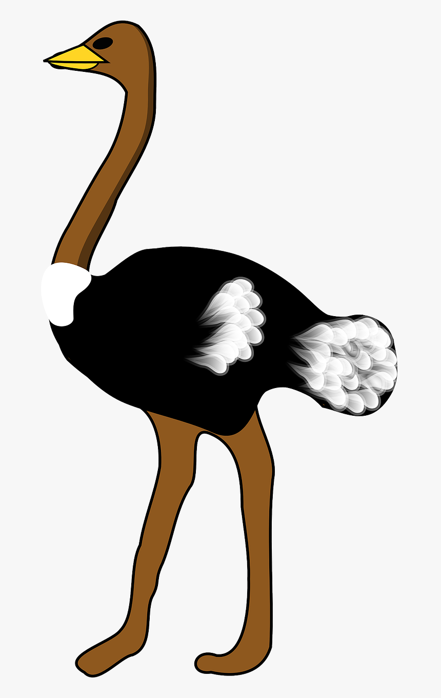 Clip Art Of Ostrich, HD Png Download