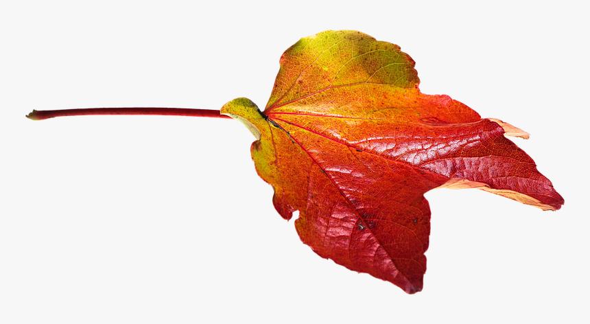 Autumn, Leaves, Leaf, Png, Transparent, Fall Color - Autumn Leaves Png, Png Download