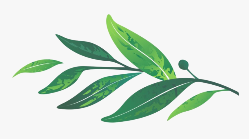 Leaves Png Transparent Image - Transparent Background Laurel Leaves Png, Png Download
