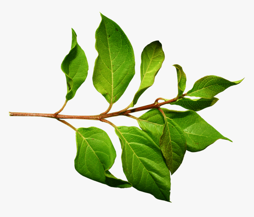 Branch Green Leaf - Leaves On A Branch, HD Png Download