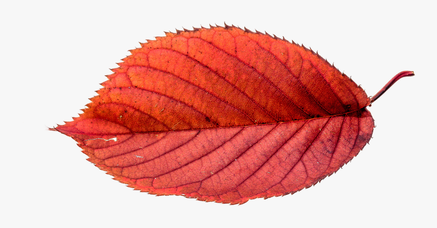 Leaf Autumn Leaves Png, Transparent Png