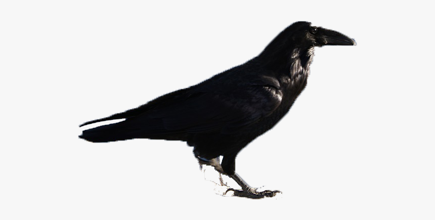 Black Birds Png Download - Raven, Transparent Png