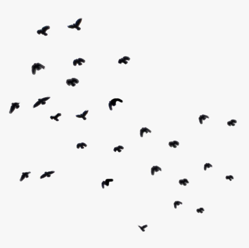 #birds #bird #fly #blackbird #blackbirds #ky #ftestickers - Pigeons And Doves, HD Png Download