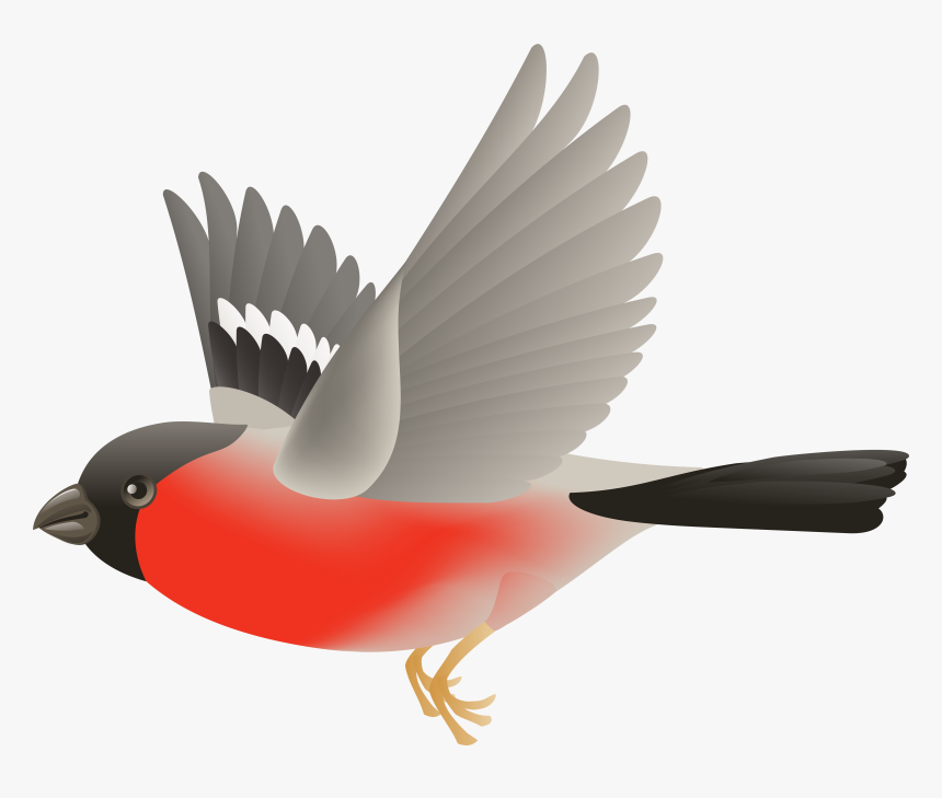 Black And Orange Bird Png Clipart 66 Of Birds , Png, Transparent Png
