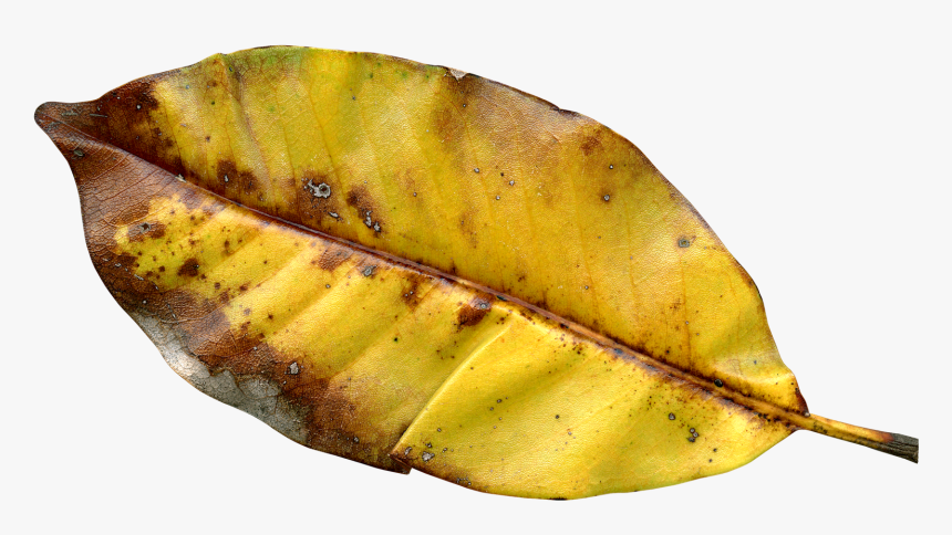 Autumn Leaf Png Transparent Image - Northern Red Oak, Png Download