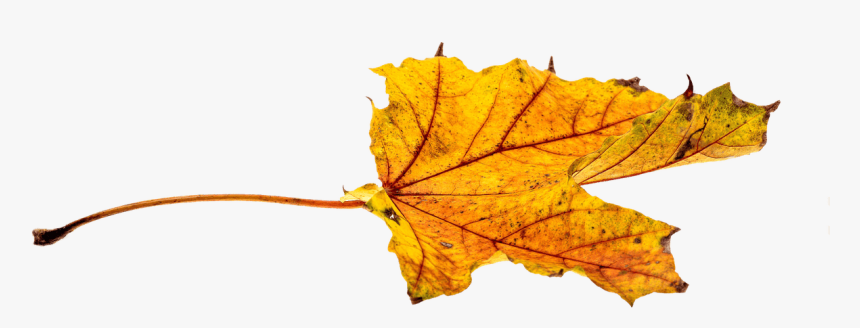 Maple-leaf - Autumn Free Transparent Png, Png Download