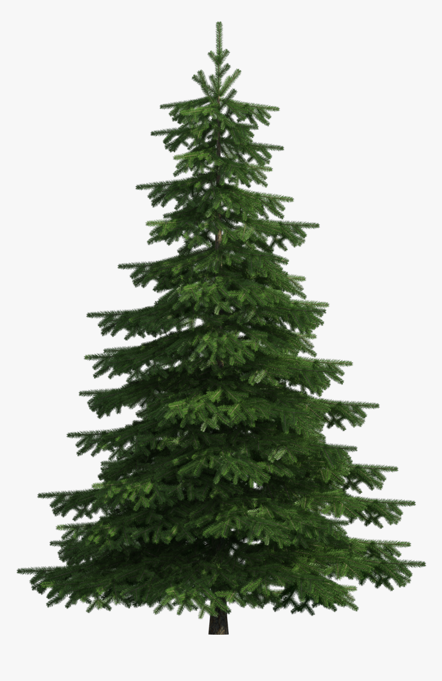 Tree Clipart Realistic Download Transparent Background Pine Tree Png