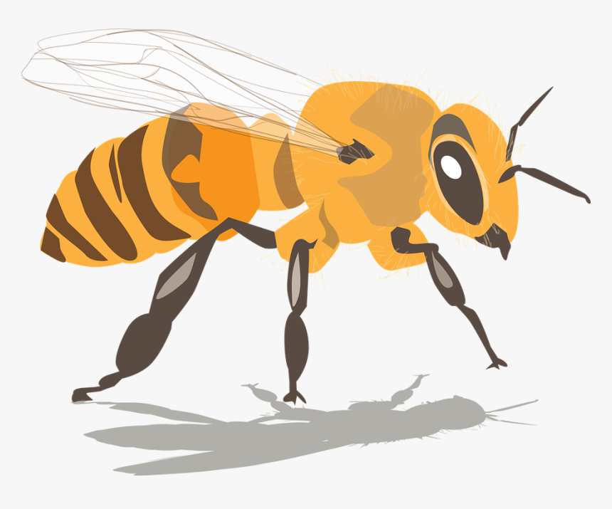Abeja, Insectos, Miel, Cera De Abejas, Apicultura - Imagenes De Abejas Png, Transparent Png